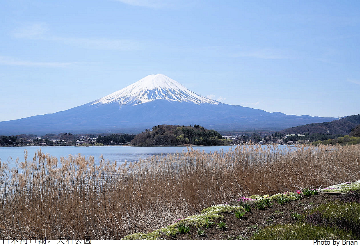 日本河口湖大石公園。欣賞壯闊富士山美景，早晨還可以拍逆富士 @布萊恩:觀景窗看世界。美麗無限