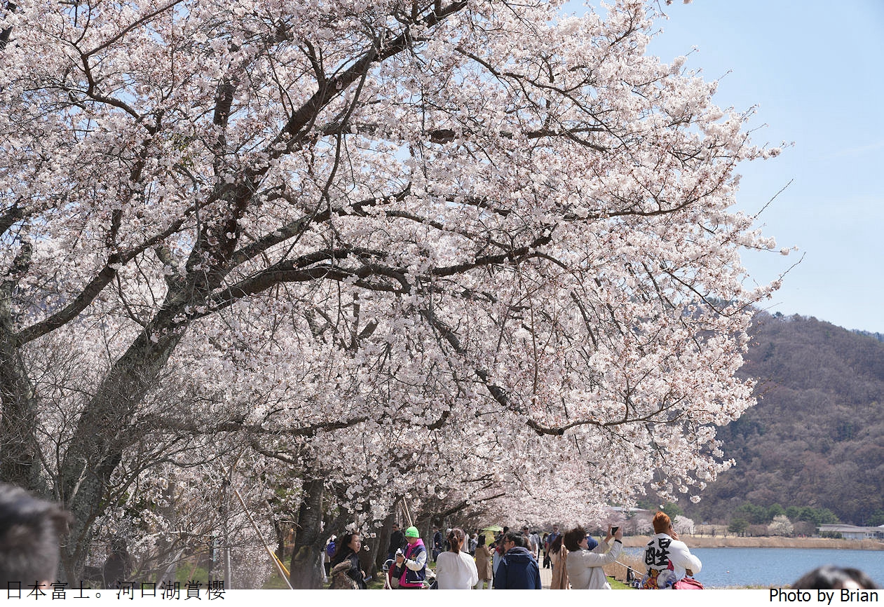 日本河口湖櫻花季。河口湖美術館湖畔邊櫻花步道美景 @布萊恩:觀景窗看世界。美麗無限