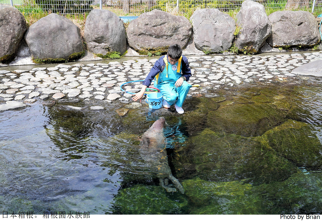 日本神奈川箱根園水族館。日本最高水族館看可愛海豹大叔 @布萊恩:觀景窗看世界。美麗無限
