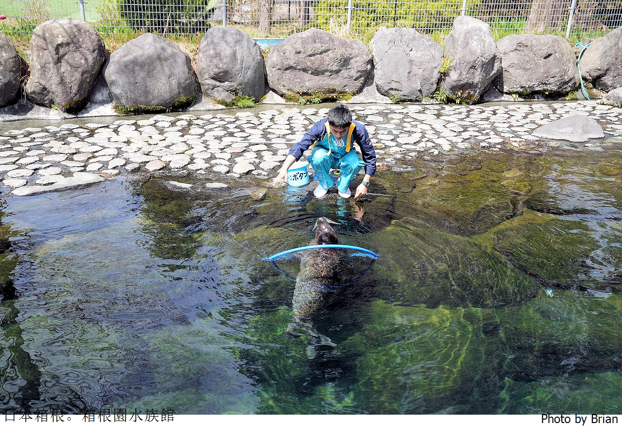 日本神奈川箱根園水族館。日本最高水族館看可愛海豹大叔 @布萊恩:觀景窗看世界。美麗無限