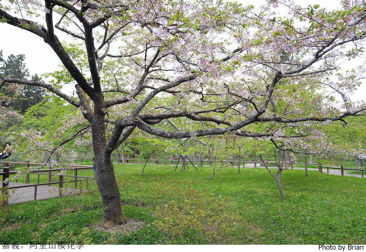 嘉義阿里山櫻花季。阿里山森林遊樂區櫻花景點分享