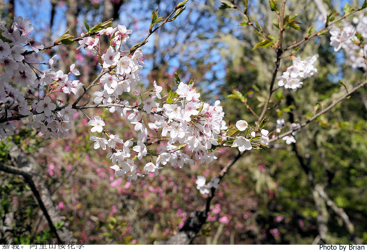 嘉義阿里山櫻花季。阿里山森林遊樂區櫻花景點分享
