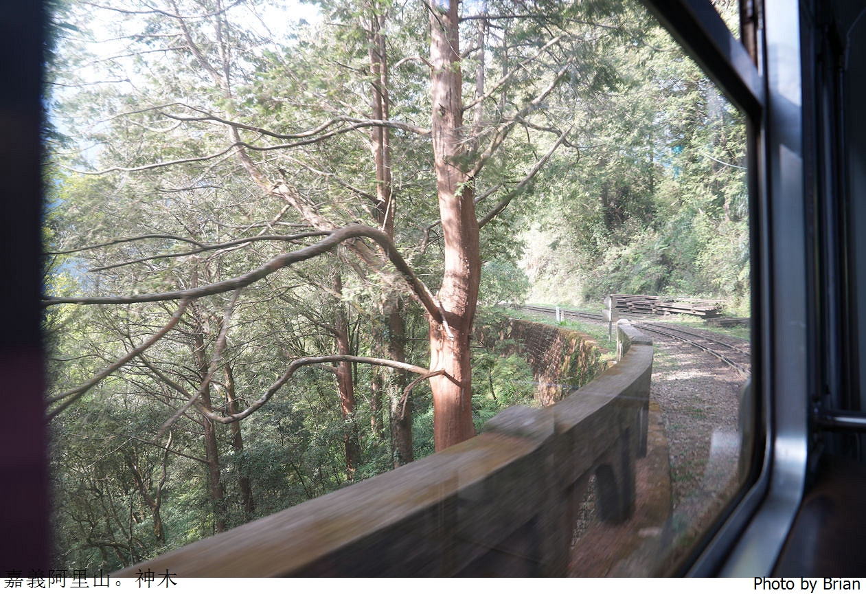 嘉義阿里山景點神木姊妹潭。搭上森林火車走神木步道欣賞美麗高山湖泊