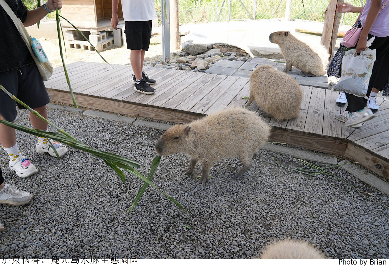 墾丁親子景點鹿ㄦ島水豚生態園區。餵食可愛動物跟水豚共游體驗