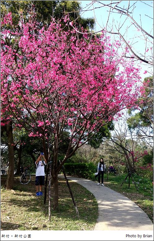 新竹公園櫻花季。把握機會追那滿滿的粉嫩河津櫻 @布萊恩:觀景窗看世界。美麗無限