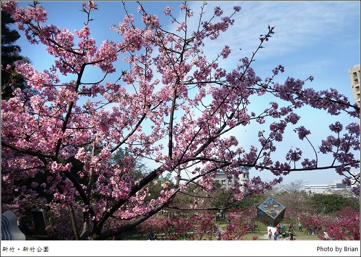 新竹公園櫻花季。把握機會追那滿滿的粉嫩河津櫻 @布萊恩:觀景窗看世界。美麗無限