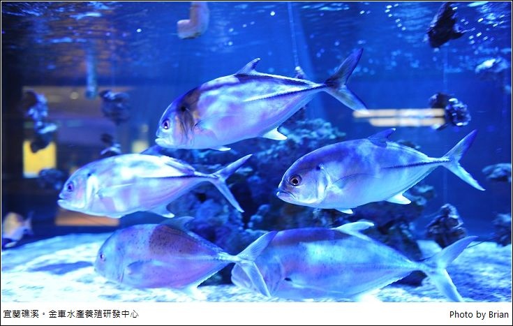 宜蘭礁溪金車水產養殖研發中心 免費景點餵鯊魚 欣賞漂亮海水魚還可以大嗑蝦子 布萊恩 觀景窗看世界 美麗無限