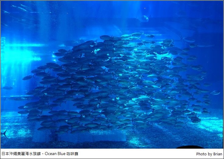 日本沖繩美麗海水族館。沖繩必訪景點，餵海豚、Ocean Cafe 魚缸邊用餐超讚 @布萊恩:觀景窗看世界。美麗無限