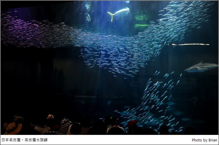 日本名古屋水族館。表演超猛，親子旅遊好景點 @布萊恩:觀景窗看世界。美麗無限