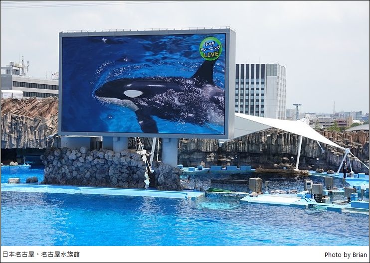 日本名古屋水族館。表演超猛，親子旅遊好景點 @布萊恩:觀景窗看世界。美麗無限