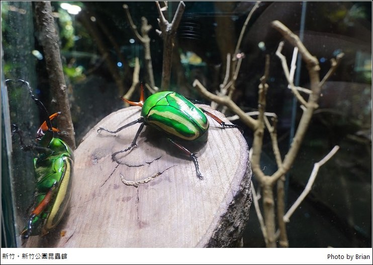 新竹公園昆蟲館氣象站。輕鬆走逛免費新竹親子景點 @布萊恩:觀景窗看世界。美麗無限
