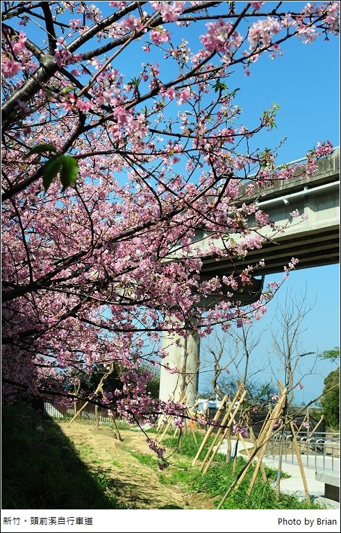 新竹頭前溪畔自行車道櫻花。左岸美麗櫻花盛開，搭配小朋友滑步車場 @布萊恩:觀景窗看世界。美麗無限