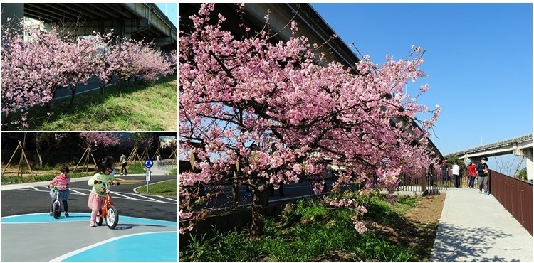 新竹頭前溪畔自行車道櫻花。左岸美麗櫻花盛開，搭配小朋友滑步車場 @布萊恩:觀景窗看世界。美麗無限