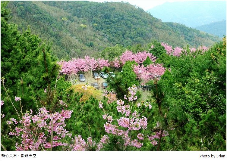 新竹尖石數碼天空。八五山上美麗櫻花林盛開 @布萊恩:觀景窗看世界。美麗無限