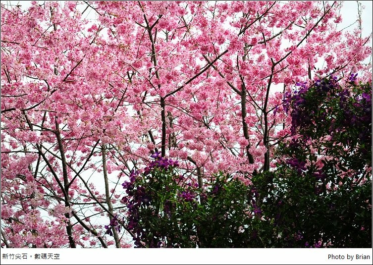 新竹尖石數碼天空。八五山上美麗櫻花林盛開 @布萊恩:觀景窗看世界。美麗無限