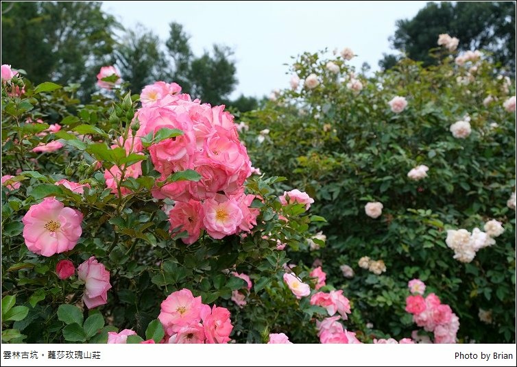 雲林古坑景點蘿莎玫瑰山莊。免門票徜徉美麗玫瑰花園中 @布萊恩:觀景窗看世界。美麗無限