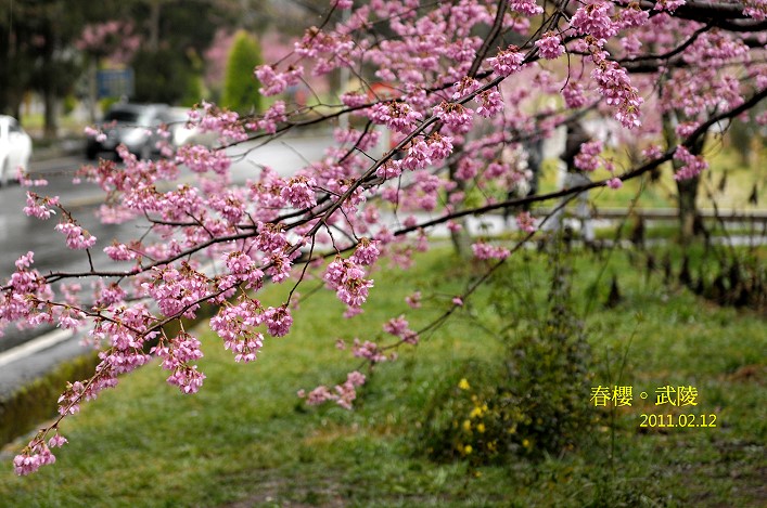 櫻花繽紛。台中武陵農場 @布萊恩:觀景窗看世界。美麗無限