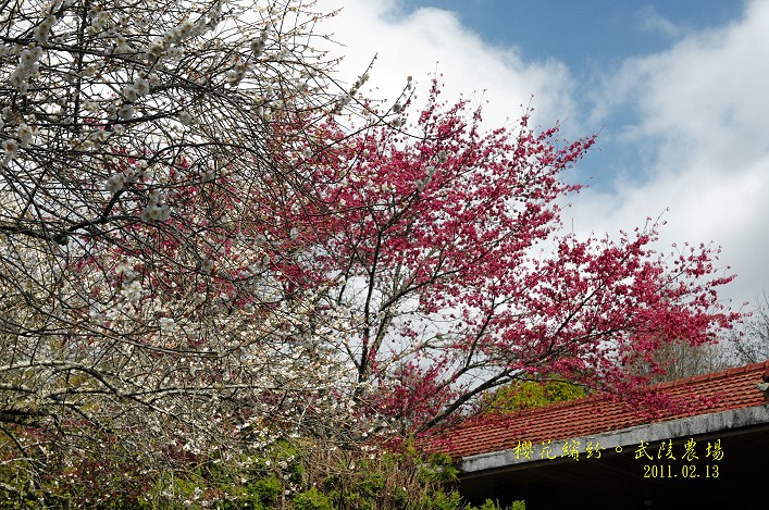 櫻花繽紛。台中武陵農場II @布萊恩:觀景窗看世界。美麗無限